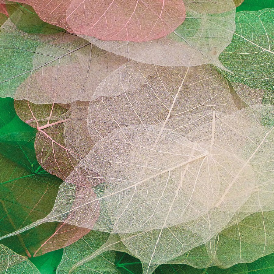 Bondi Leaves Pack 20