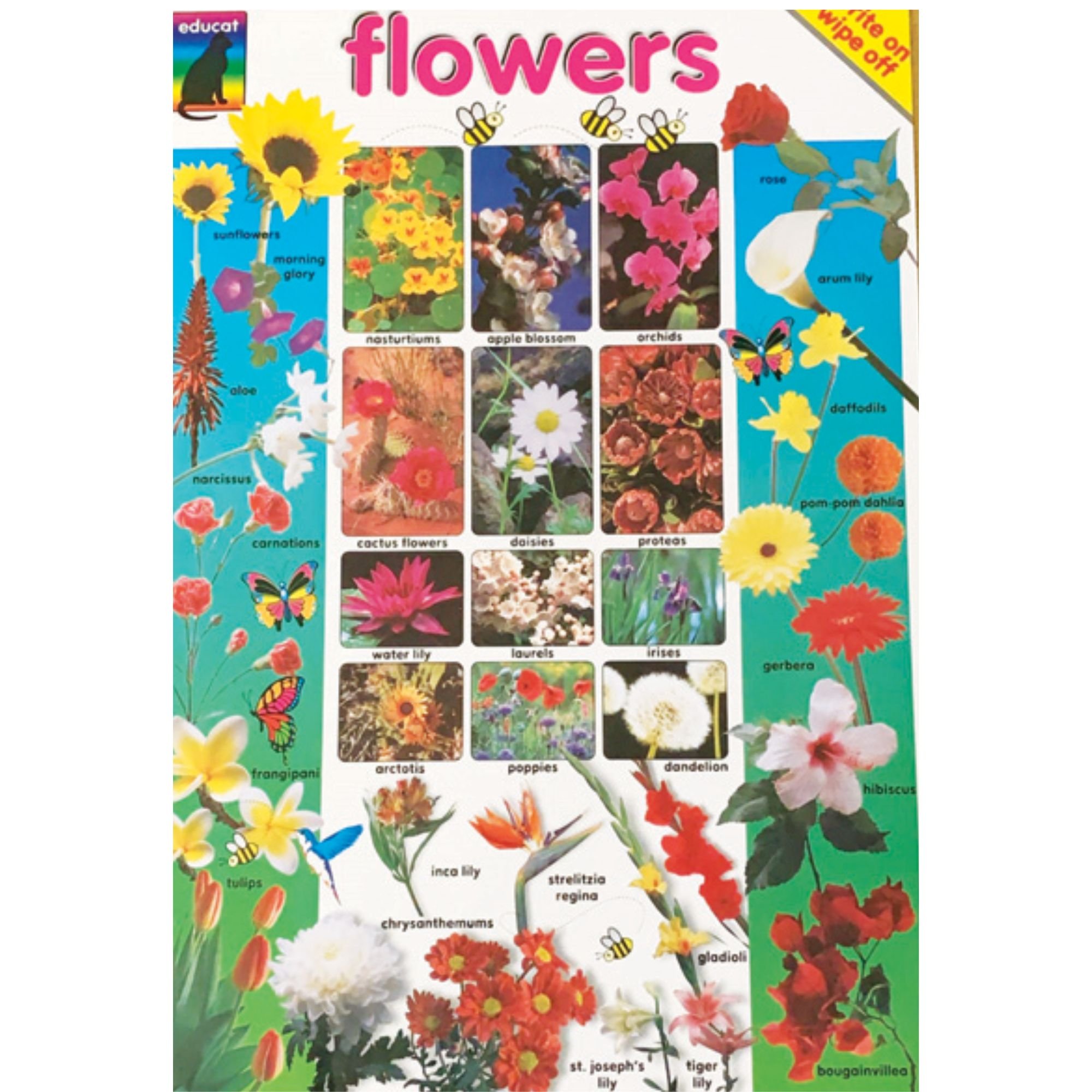 Poster - Flowers