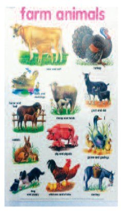 Poster (Laminated) - Farm Animals