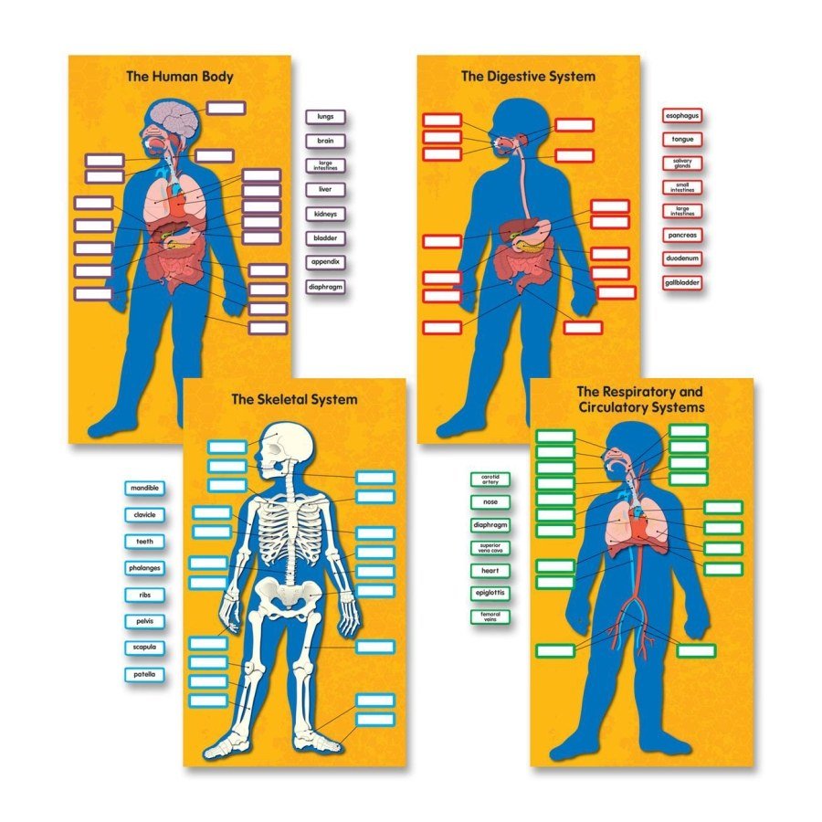 Bulletin Board - The Human Body