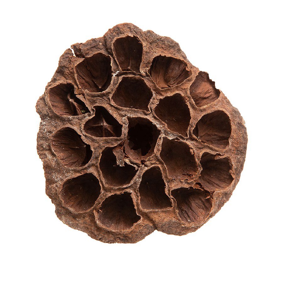 Lotus Heads Pack 10