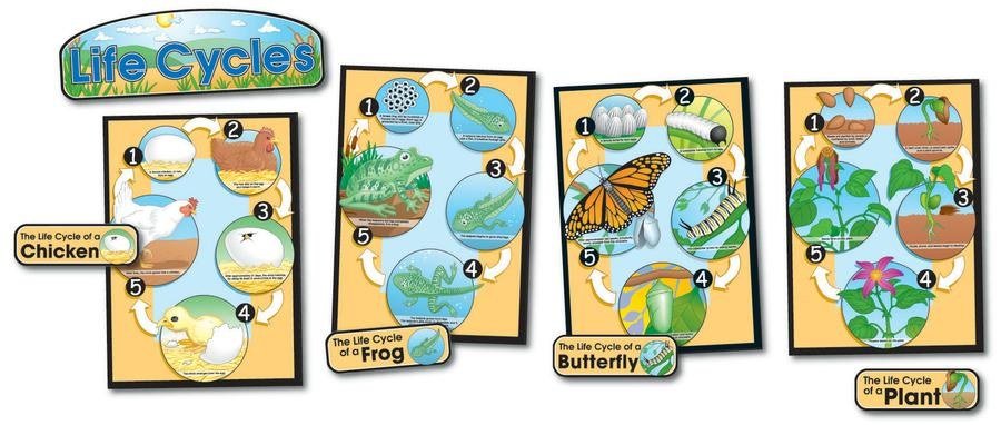 Bulletin Board - Life Cycle Charts