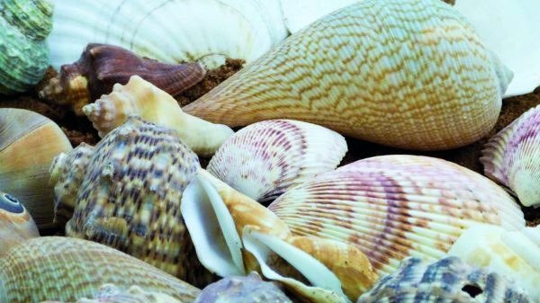 Small Shells 1kg